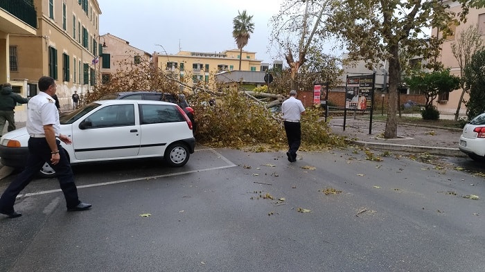 albero caduto nettuno