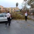 Allerta meteo Roma, a Nettuno grosso ramo blocca strada in centro3