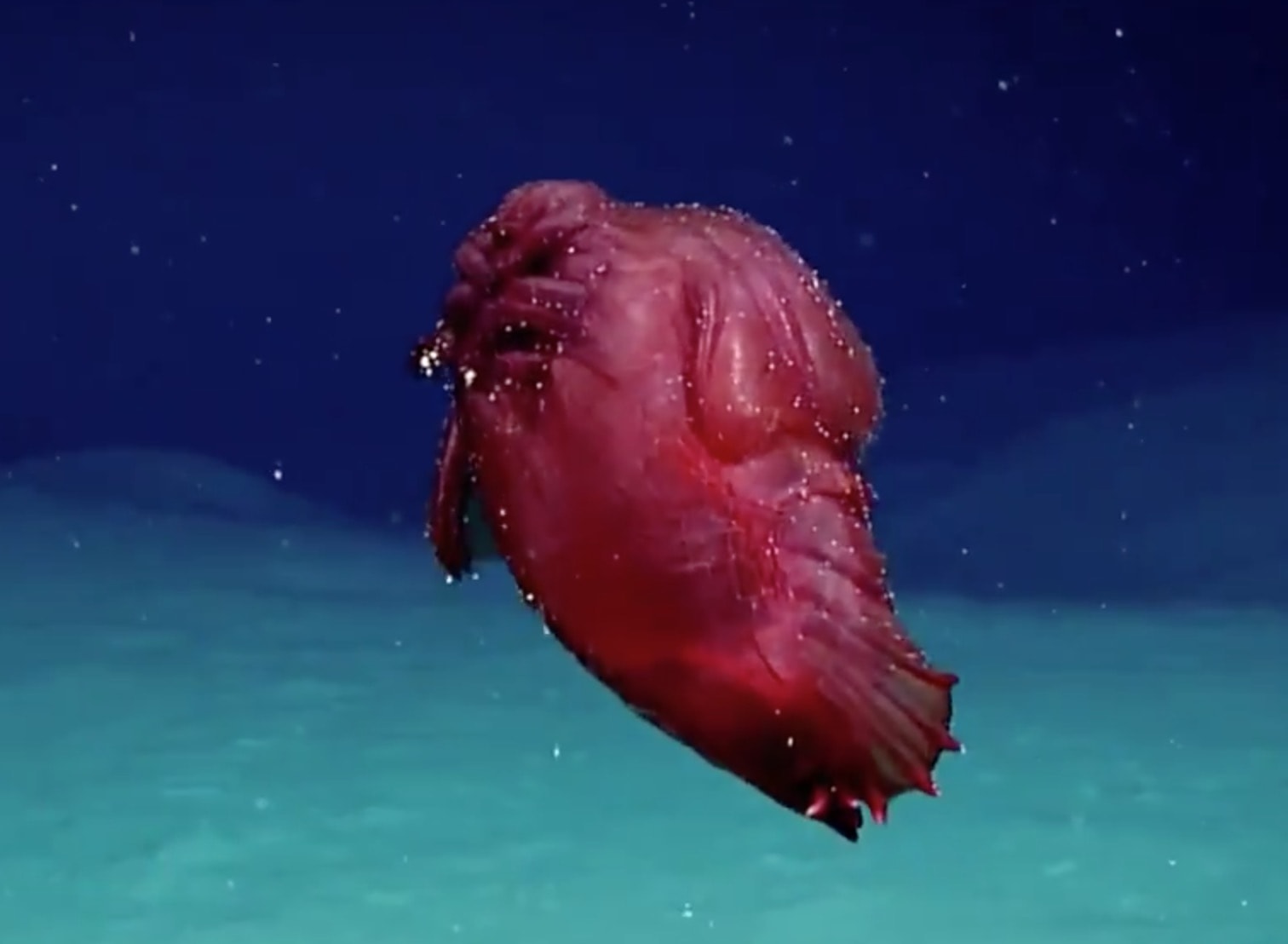 Mostro pollo senza testa filmato per la prima volta nell'Oceano antartico VIDEO