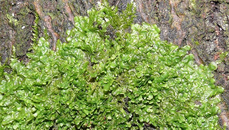 Radula perrottetii, il muschio con lo stesse proprietà della cannabis