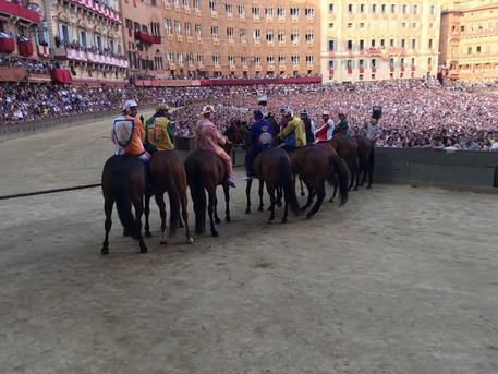 Palio di Siena, è morto il cavallo Raol dopo caduta rovinosa