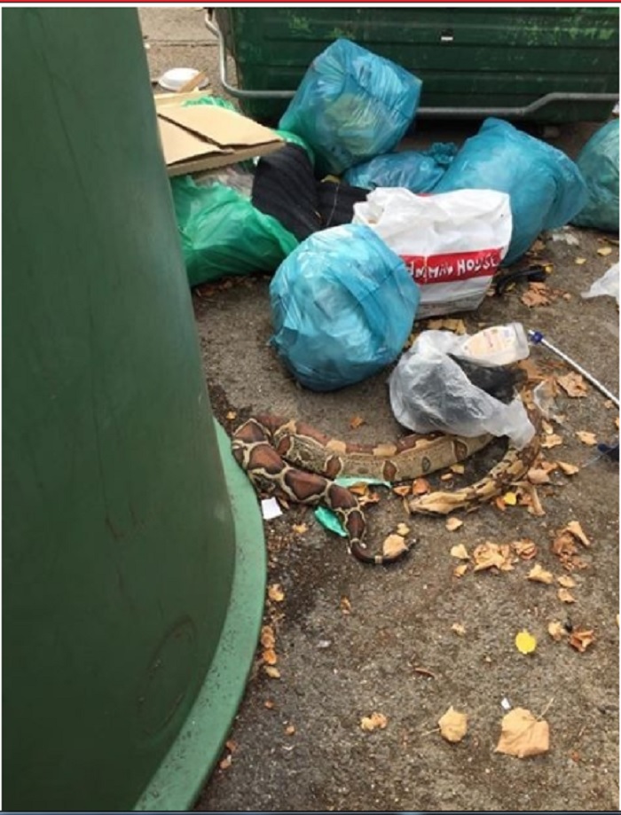 pitone roma cassonetto