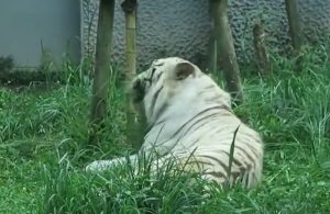 Giappone, tire bianca uccide guardiano allo zoo: l'uomo colpito al collo 3