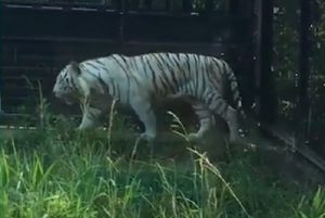 Giappone, tire bianca uccide guardiano allo zoo: l'uomo colpito al collo 2