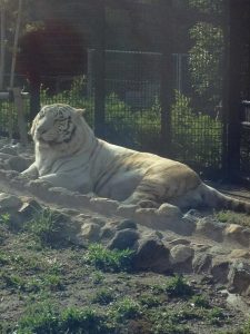 Giappone, tire bianca uccide guardiano allo zoo: l'uomo colpito al collo 1