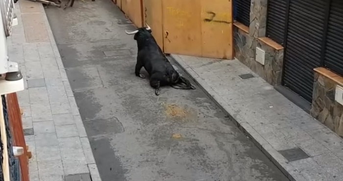 Madrid toro salta spezza gambe