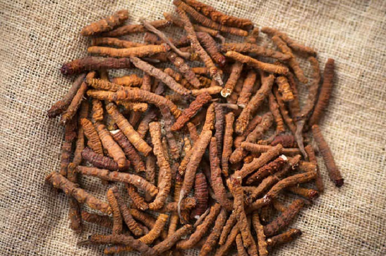 Yarsagumba, il viagra dell'Himalaya rischia l'estinzione per colpa dei cambiamenti climatici (foto Ansa)