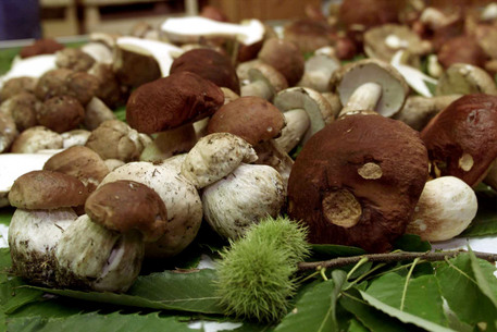 funghi famiglia lecce