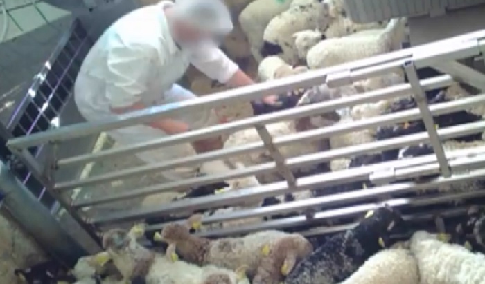 Spagna, agnelli lanciati in aria e decapitati vivi: animalisti contro il macello