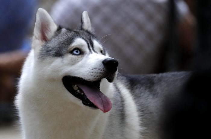 Cercasi volontari per coccole a cuccioli di cane: file di aspiranti donatori a Clarkdale, Arizona