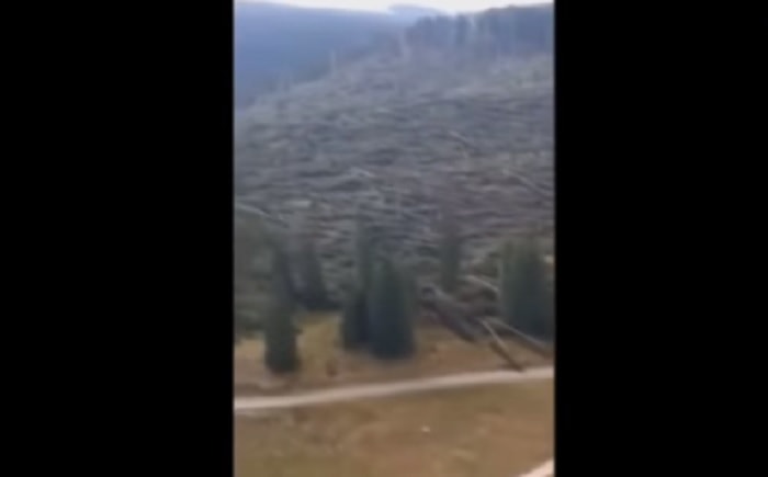 Altopiano Asiago alberi