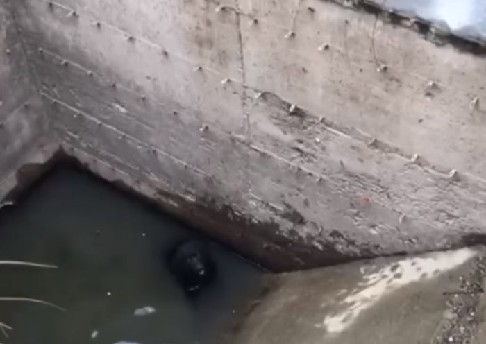 Cane finisce in un fosso artificiale: Vigili del fuoco lo aiutano a risalire