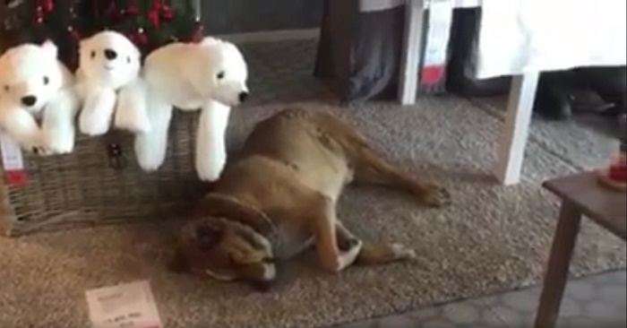 Catania cani randagi Ikea