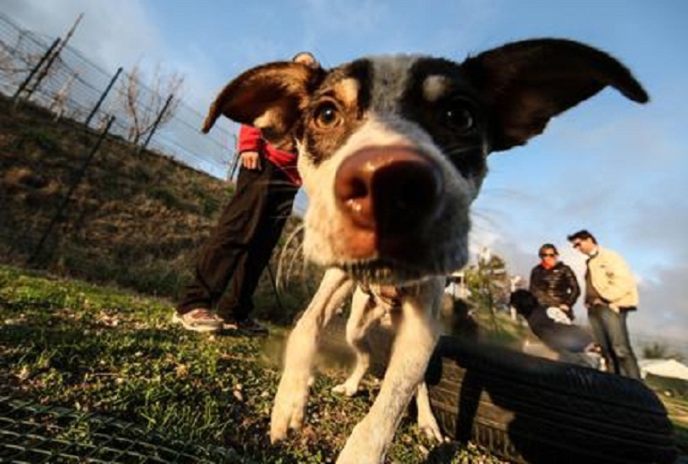 Cani, obbligo per i padroni pulire anche la pipì in strada. Lussi da Nord. Al Sud cane non morde cane (foto Ansa)