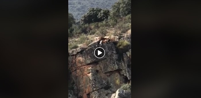 Cani inseguono cervo