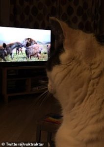 Leone in tv: i gatti di casa reagiscono così 8