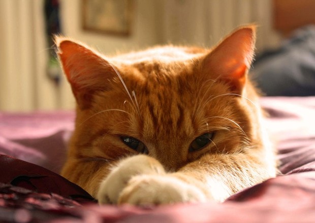 Cani e gatti, diabete per uno su 500. Ma spesso il padrone non capisce. Ecco i sintomi