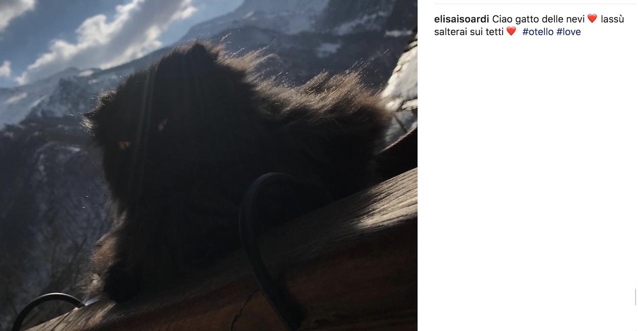 Elisa Isoardi in lutto: è morto Otello, il suo gatto. E Salvini...