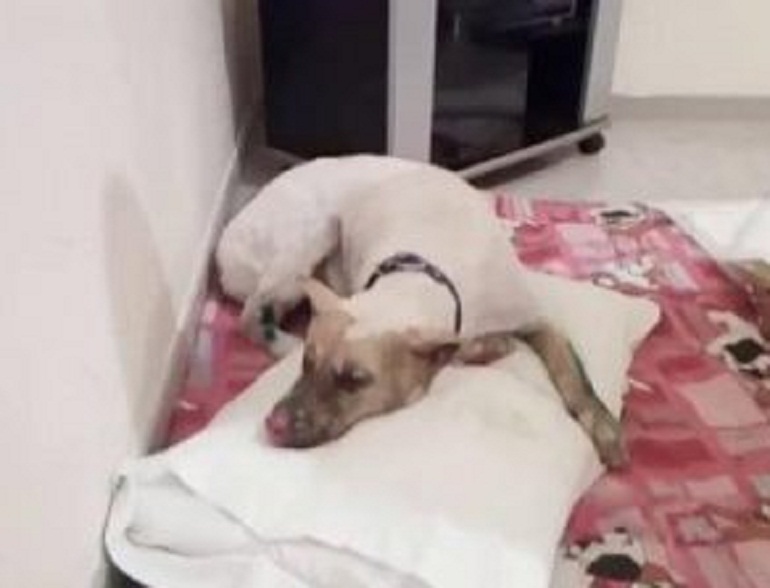 Jako, è morto dopo 10 giorni il cane bruciato perché abbaiava troppo