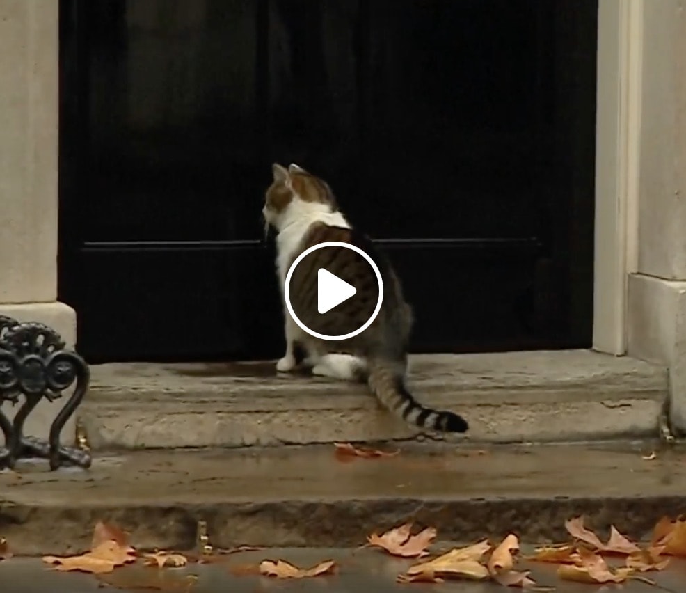 Gatto Larry chiuso fuori da Downing Street con la pioggia. Ma un agente lo salva VIDEO