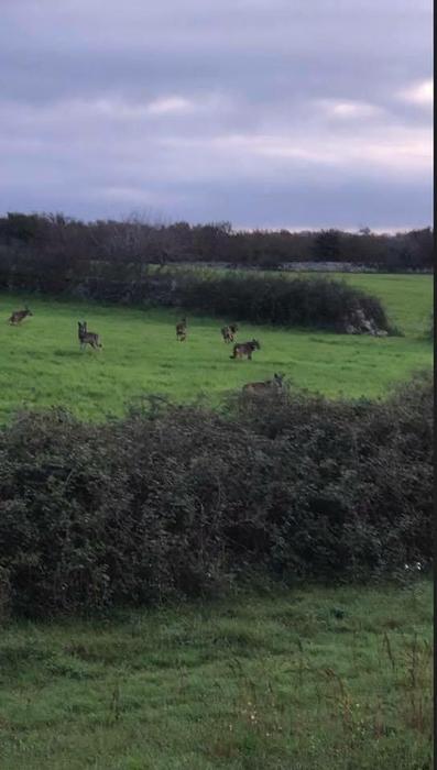 Lupi, emergenza in Puglia: "Sbranati vitelli e pecore, danni da 11 milioni"