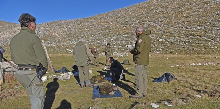 Mamma orsa e i due cuccioli affogati nella vasca privata