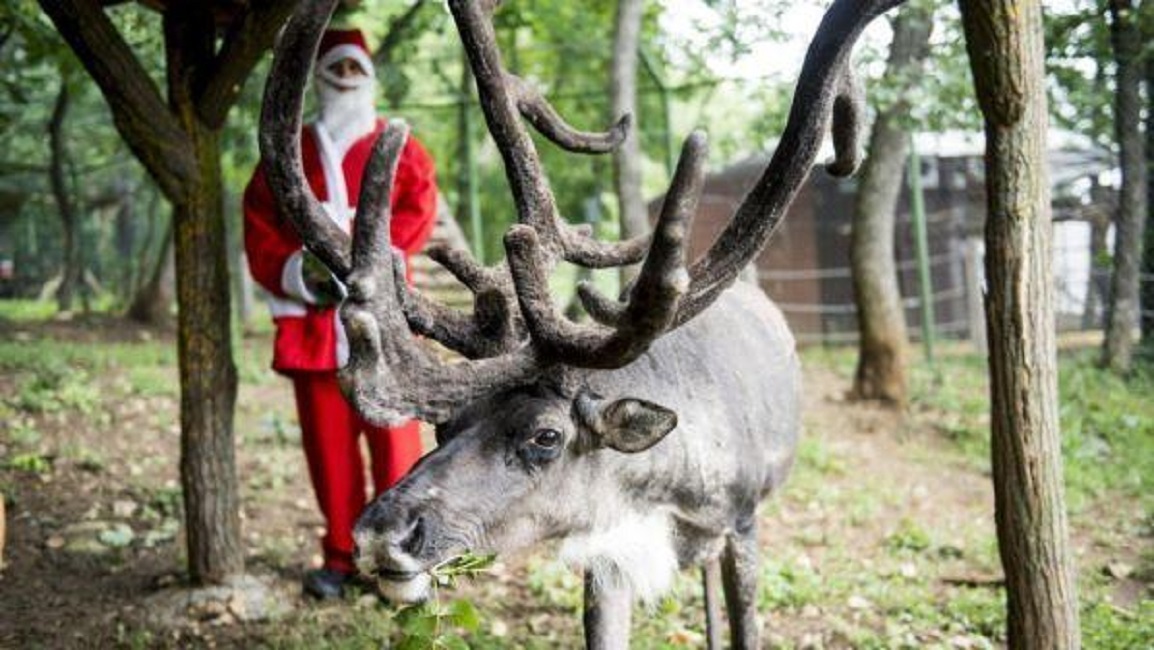 Torino, la renna Masha finisce a processo: "Pericolosa per legge"