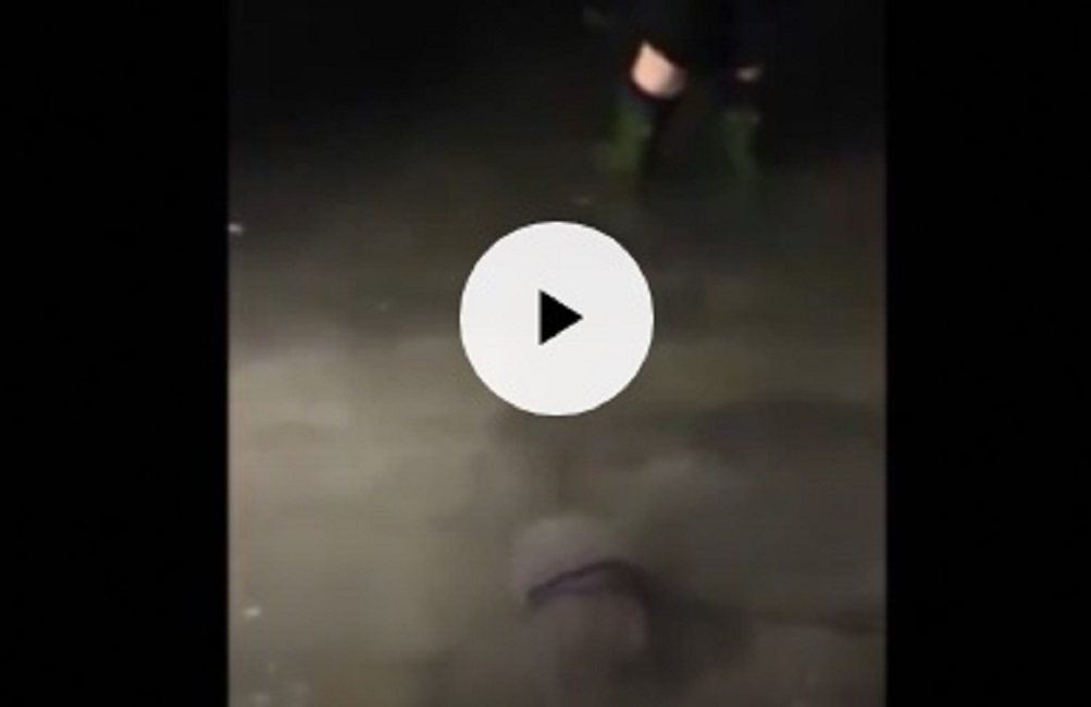 Acqua alta a Venezia: c'è una medusa a spasso per Piazza San Marco VIDEO