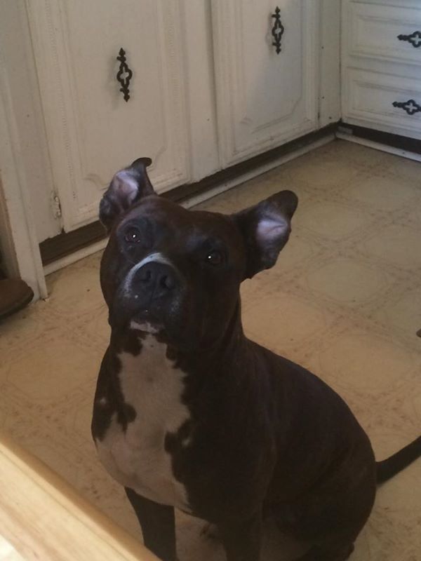 Il Pitbull che ha ucciso Triniti