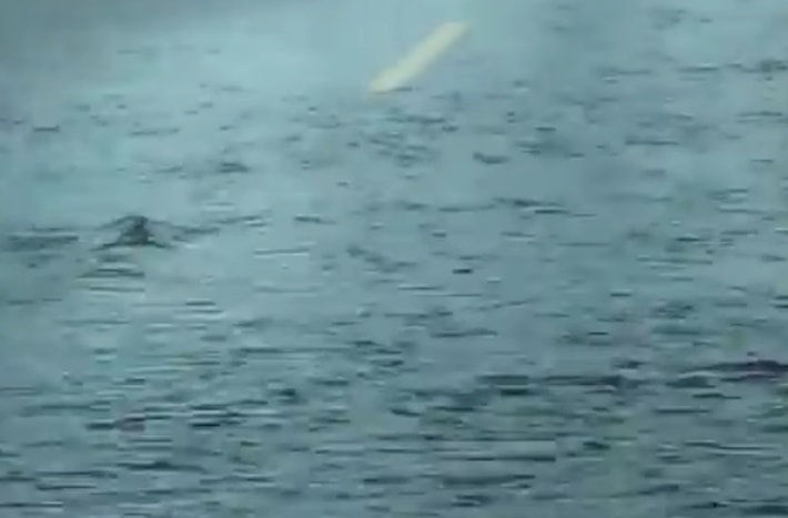 Salmoni Stato Washington