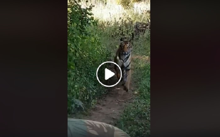 tigre spunta improvviso