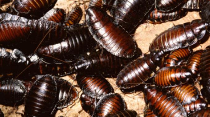 cina rifiuti scarafaggi