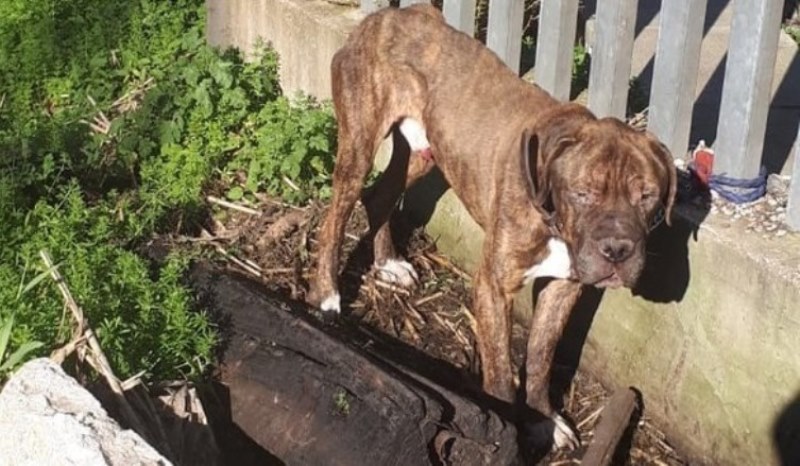 roma cane abbandonato