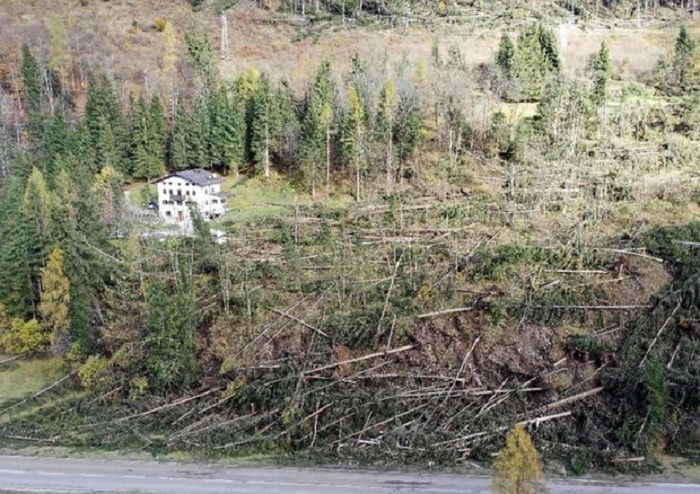 Abeti e alberi di Natale: i 5 mln abbattuti rischiano marcire. Più eco quello vero che quello artificiale