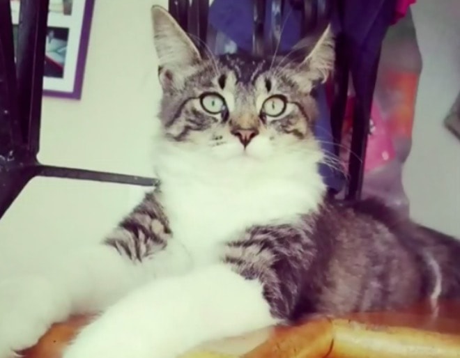 Gatto si nasconde in uno scatolone e viene spedito a 1.200 km da casa