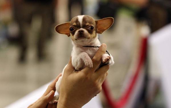 Il marito accusa la moglie: «Ami i cani più di me». E li lancia dal balcone: morto un chihuahua