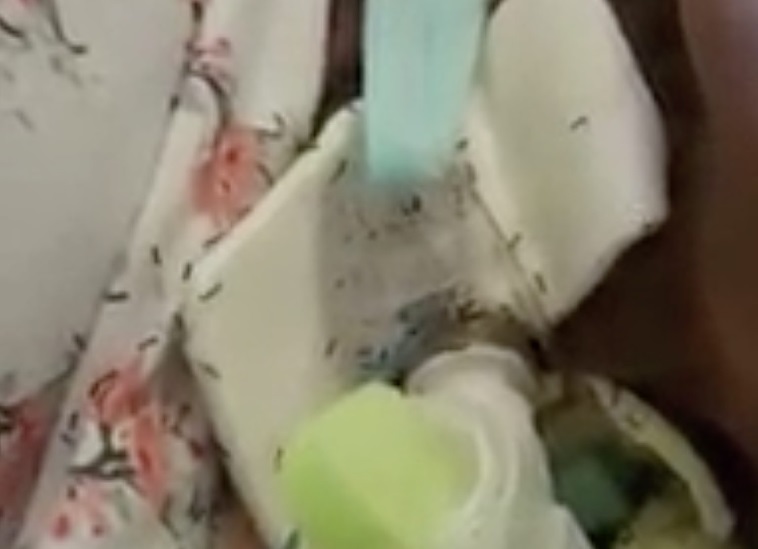 Napoli, sommersa dalle formiche in ospedale: morta la donna ricoverata al San Giovanni Bosco