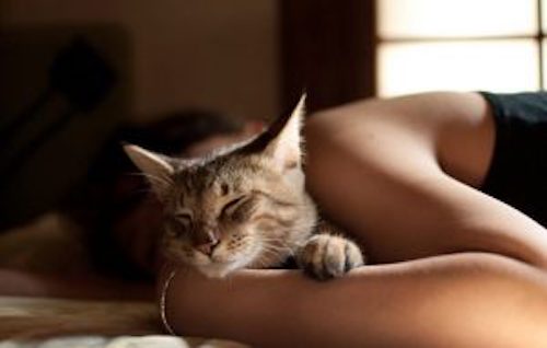 Dormire con il gatto? Le donne preferiscono il cane