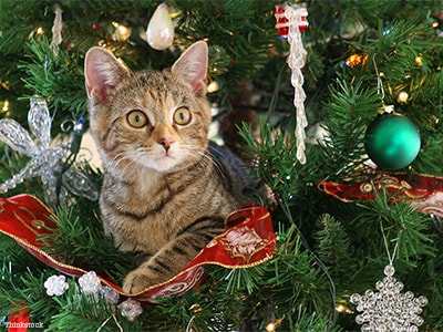 Natale con gatti e cani: 12 cibi e piante pericolosi per i nostri amici a quattro zampe