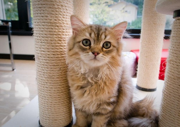 Gatto in casa, come accoglierlo: 10 consigli