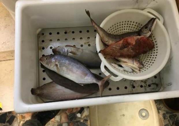 Pesce scaduto nel 2010 a Bisceglie, baccalà trattato con calce a Catania: blitz della Guardia costiera