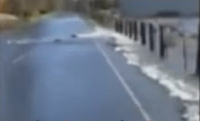 Salmoni attraversano strada