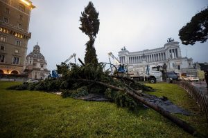 Roma, arriva il nuovo "Spelacchio": l'albero ha qualche ramo spezzato 1