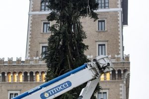 Roma, arriva il nuovo "Spelacchio": l'albero ha qualche ramo spezzato 6