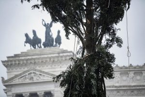 Roma, arriva il nuovo "Spelacchio": l'albero ha qualche ramo spezzato 7