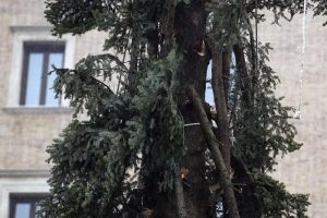 Roma, arriva il nuovo "Spelacchio": l'albero ha qualche ramo spezzato 8