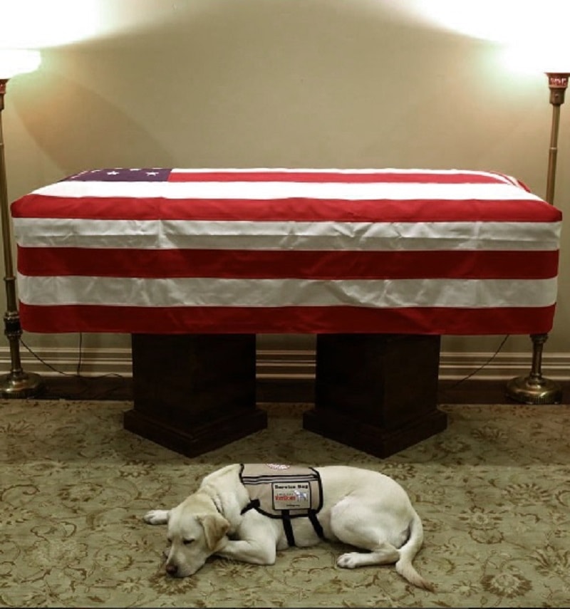 Sully, il cane di George Bush senior veglia davanti alla bara. Era il suo angelo custode