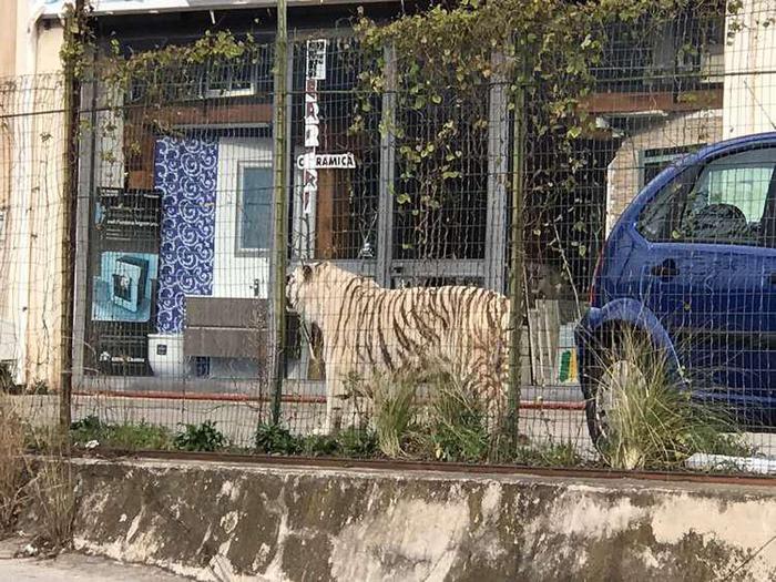 Reggio Calabria: georgiano entra nel recinto del circo, la tigre quasi gli stacca un braccio