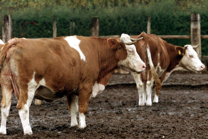 Oroscopo 2019 Toro. Prima decade, seconda decade, terza decade