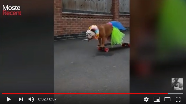 Bulldog inglese impara da solo ad andare sullo skateboard e diventa una star dei social VIDEO